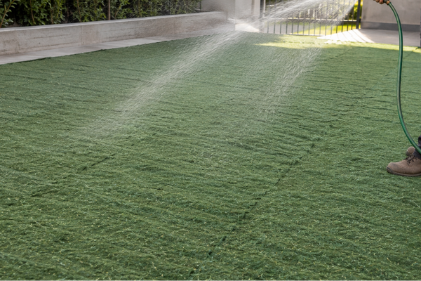 Watering after laying